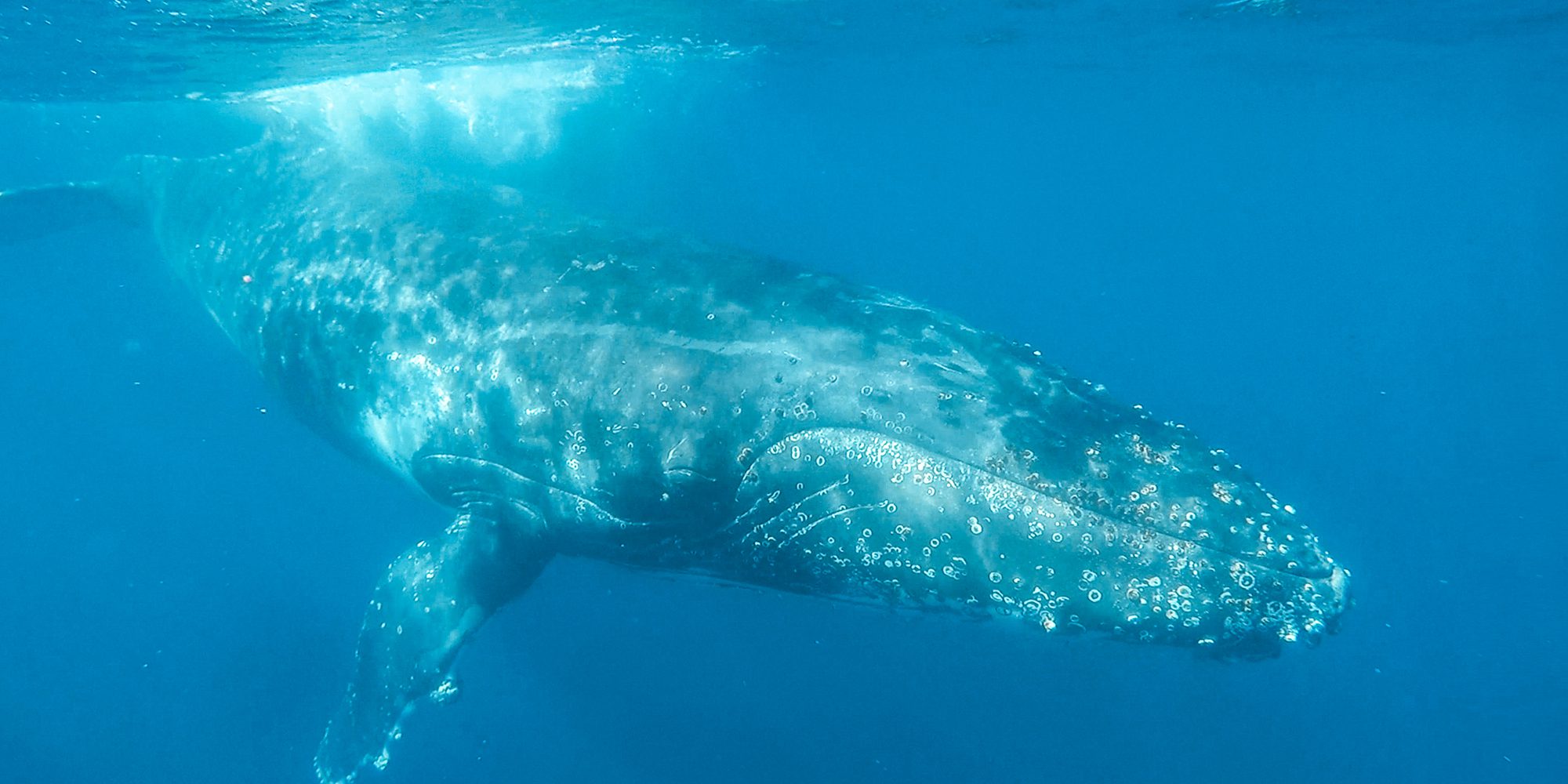 Swim With Whales - Sunreef