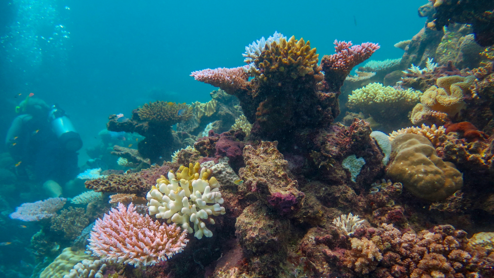 Coral Conservation Survey Dive - Sunreef